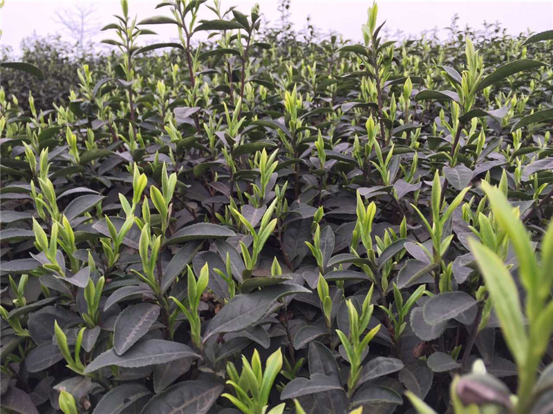 蒙顶高山茶芽