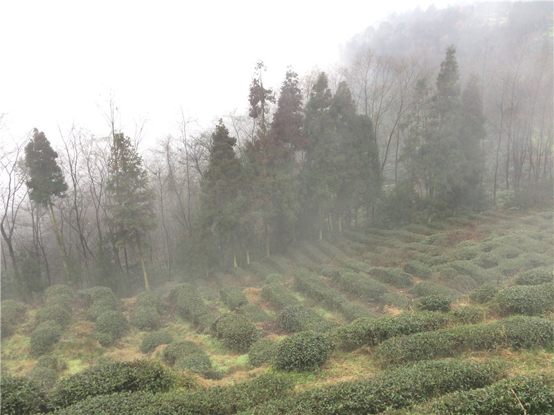 蒙顶茶山3